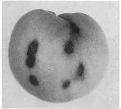 Attēlu rezultāti vaicājumam “Tranzschelia pruni-spinosae spores”