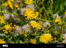 Attēlu rezultāti vaicājumam “Hieracium”