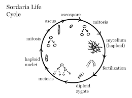 Attēlu rezultāti vaicājumam “Sordaria fimicola”