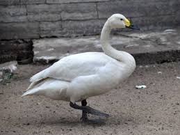 Attēlu rezultāti vaicājumam “Cygnus columbianus”