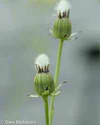 Attēlu rezultāti vaicājumam “Crepis biennis leaf”