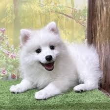 Image result for スピッツ