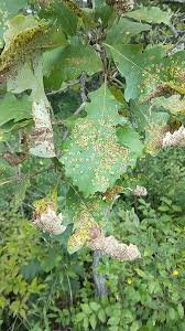 Attēlu rezultāti vaicājumam “Neuroterus albipes”