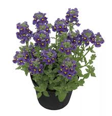 Image result for Elfenspiegel