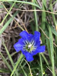 Attēlu rezultāti vaicājumam “Gentiana pneumonanthe flower”