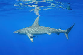 Image result for Sphyrna zygaena