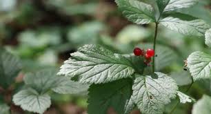 Attēlu rezultāti vaicājumam “Rubus saxatilis fruit”