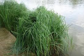 Attēlu rezultāti vaicājumam “Carex acutiformis leaf”