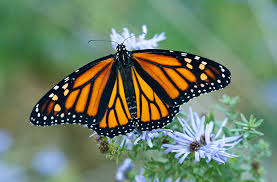 Image result for monarch butterfly