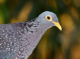 Attēlu rezultāti vaicājumam “Columbiformes”