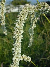 Attēlu rezultāti vaicājumam “Persicaria lapathifolia leaf”