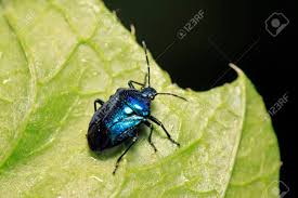 Attēlu rezultāti vaicājumam “Zicrona caerulea”