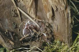 Attēlu rezultāti vaicājumam “Cerura vinula larva”