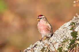 Attēlu rezultāti vaicājumam “Carduelis flammea female”