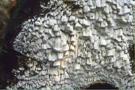 Attēlu rezultāti vaicājumam “Antrodia xantha”