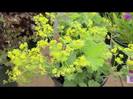 Image result for Alchemilla mollis