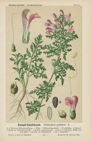 Attēlu rezultāti vaicājumam “Pedicularis palustris leaf”