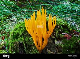 Attēlu rezultāti vaicājumam “Calocera viscosa”