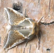 Attēlu rezultāti vaicājumam “Habrosyne pyritoides”