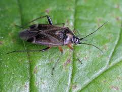 Attēlu rezultāti vaicājumam “Miridae”