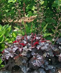 Image result for Heuchera `Swirling Fantasy`
