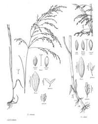 Attēlu rezultāti vaicājumam “Glyceria striata”