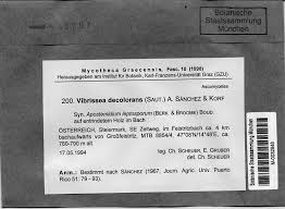 Attēlu rezultāti vaicājumam “Vibrissea decolorans”