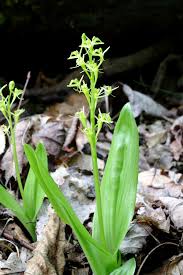 Attēlu rezultāti vaicājumam “Liparis loeselii flower”
