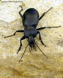 Attēlu rezultāti vaicājumam “Carabus glabratus”