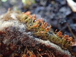 Attēlu rezultāti vaicājumam “Seligeria donniana”