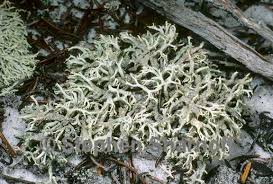 Attēlu rezultāti vaicājumam “Cladonia parasitica”