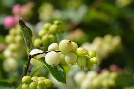 Attēlu rezultāti vaicājumam “Kalopanax septemlobus fruit”