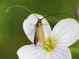 Attēlu rezultāti vaicājumam “Cauchas rufimitrella”