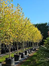 Attēlu rezultāti vaicājumam “Corylus colurna”