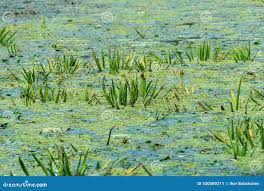 Attēlu rezultāti vaicājumam “Stratiotes aloides leaf”