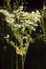 Image result for Filipendula vulgaris