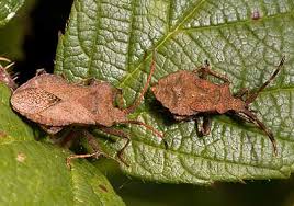 Attēlu rezultāti vaicājumam “Coreus marginatus imago”