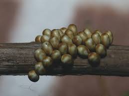 Attēlu rezultāti vaicājumam “Saturnia pavonia eggs”