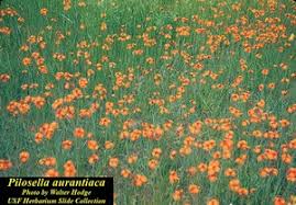 Attēlu rezultāti vaicājumam “Pilosella aurantiaca”