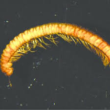 Attēlu rezultāti vaicājumam “Craspedosoma rawlinsi”
