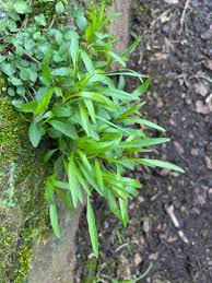 Attēlu rezultāti vaicājumam “Campanula rotundifolia leaf”