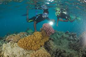 Image result for East Snorkellers