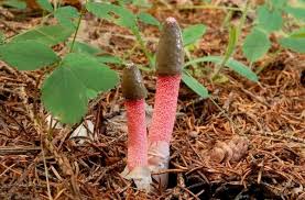 Attēlu rezultāti vaicājumam “Mutinus ravenelii”