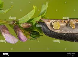 Attēlu rezultāti vaicājumam “Vicia sepium fruit”