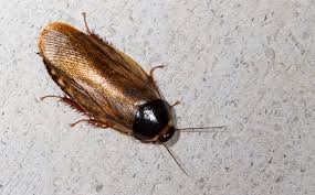 Attēlu rezultāti vaicājumam “Blattoptera”