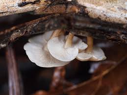 Attēlu rezultāti vaicājumam “Collybia sp.”