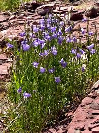 Attēlu rezultāti vaicājumam “Campanula rotundifolia”