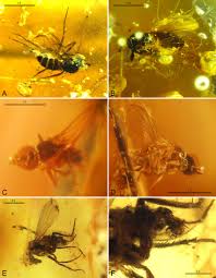 Attēlu rezultāti vaicājumam “Dolichopodidae”