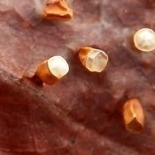 Attēlu rezultāti vaicājumam “Craterium minutum macro”