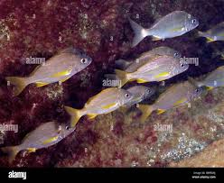 Image result for Pomadasys incisus